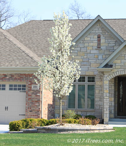 Cleveland Select Ornamental Pear