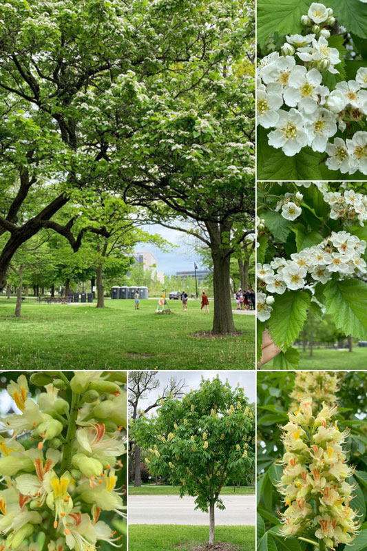 Collage of blooming trees