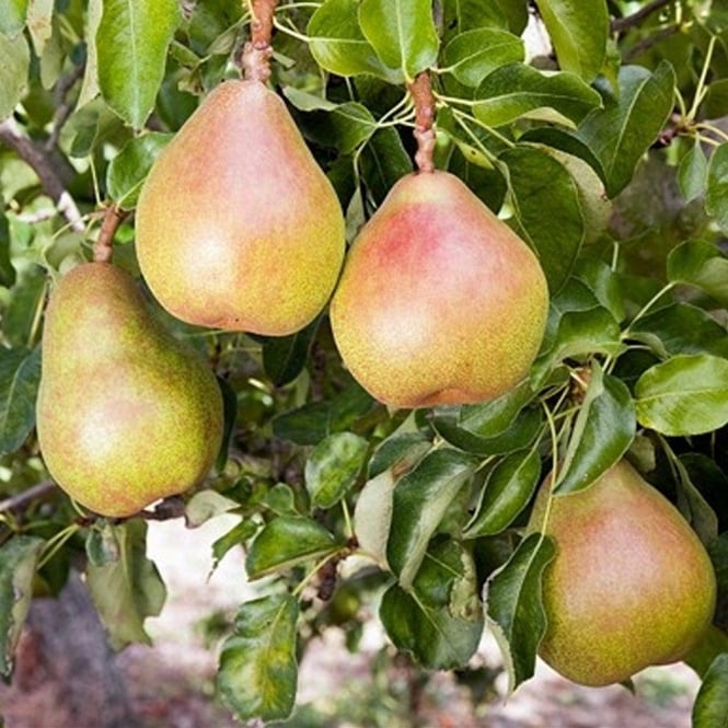 Comice Pear