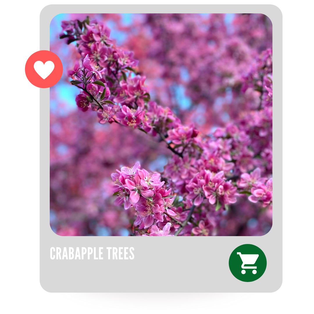 Crabapple Trees
