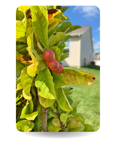 Closeup of a Dr. Merrill Magnolia Seed Pod