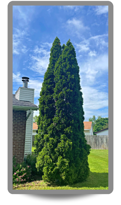 A single Emerald Green Arborvitae planted near a house for privacy 