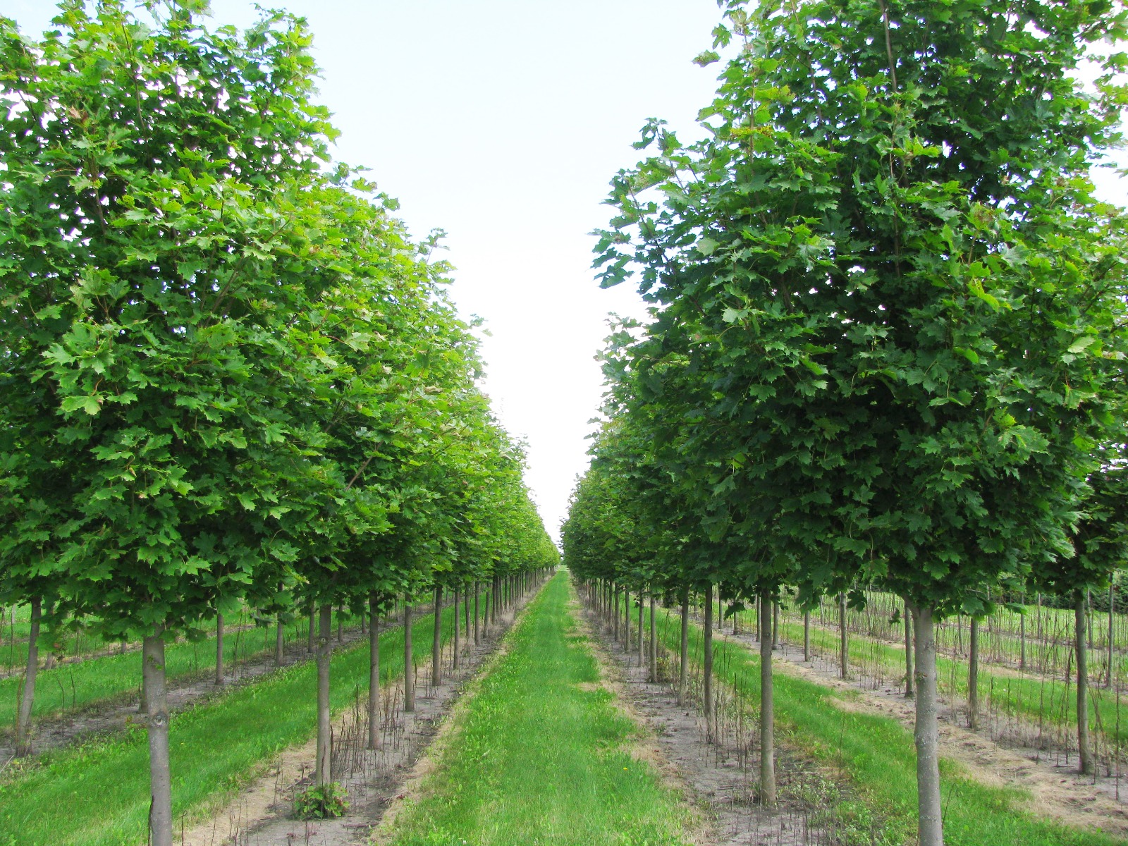 Emerald Lustre Norway Maple in Nursery with Green Foliage