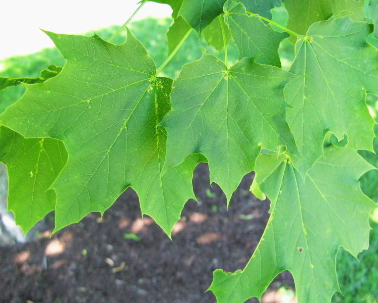 Emerald Lustre Norway Maple Green Leaf Closeup