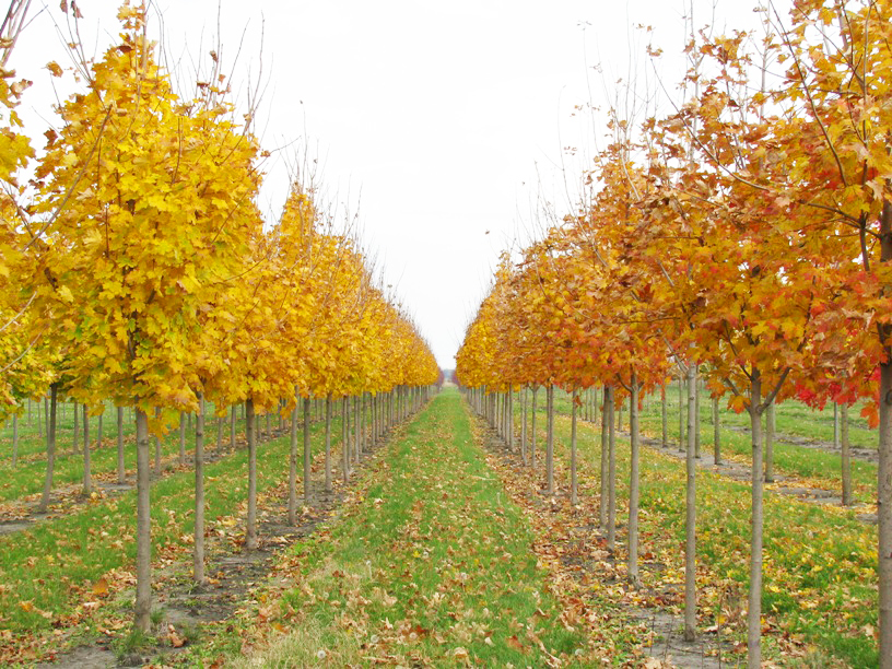 Emerald Lustre Norway Maple with Gold Fall Color in Nursery