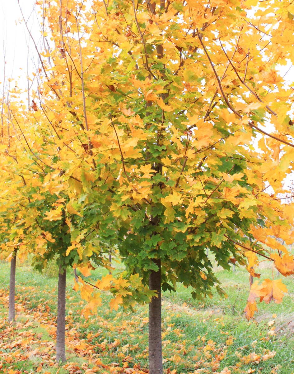 Emerald Lustre Norway Maple in Fall in the Nursery with Transitioning fall foliage