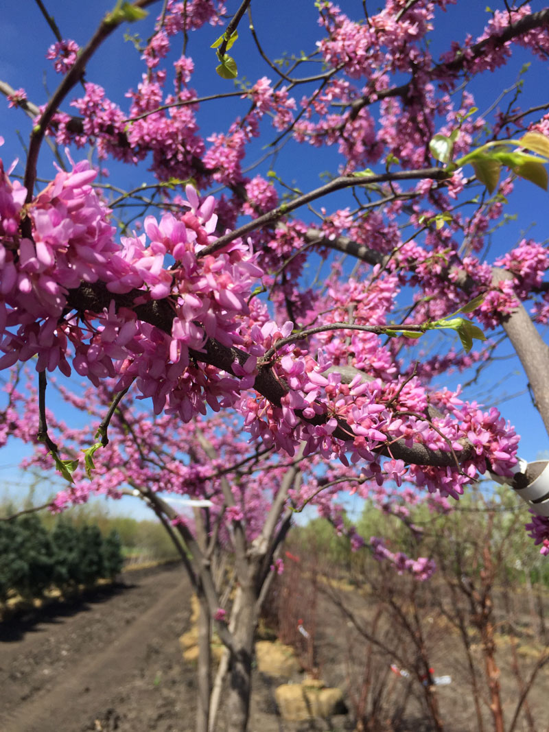 Redbud Flowers