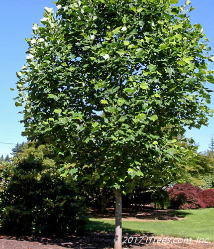 Emerald City Tulip Trees