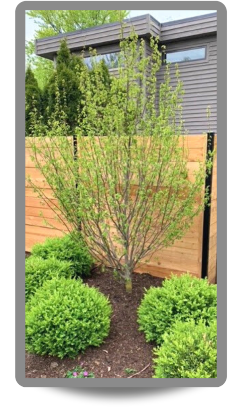 Firespire® American Hornbeam planted near a fence in a landcscape bed surrounded by other plantings