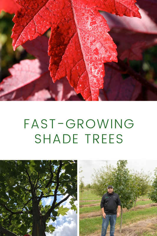 Fast Growing Shade Trees