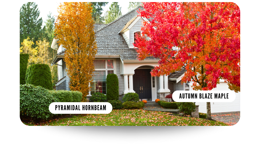 Traditional house with front yard trees in full autumn color.