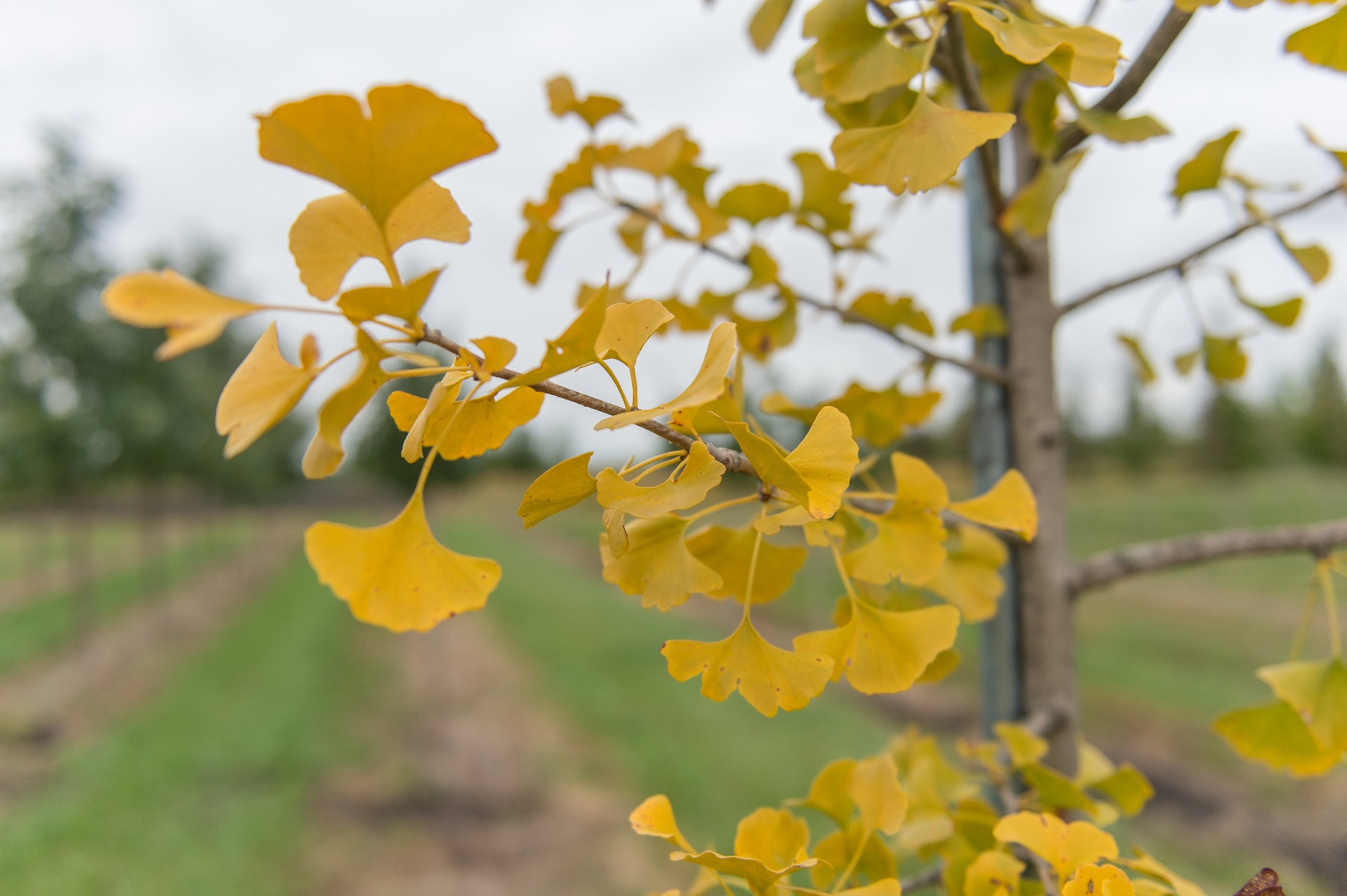 Windover Gold Ginkgo