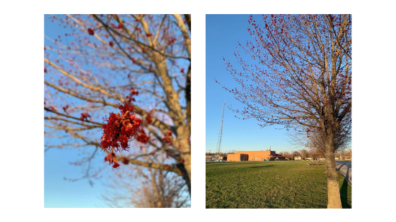 Acer Rubrum