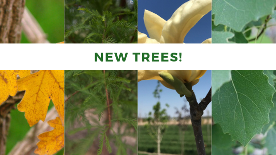 New Trees
