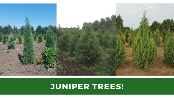Juniper Trees
