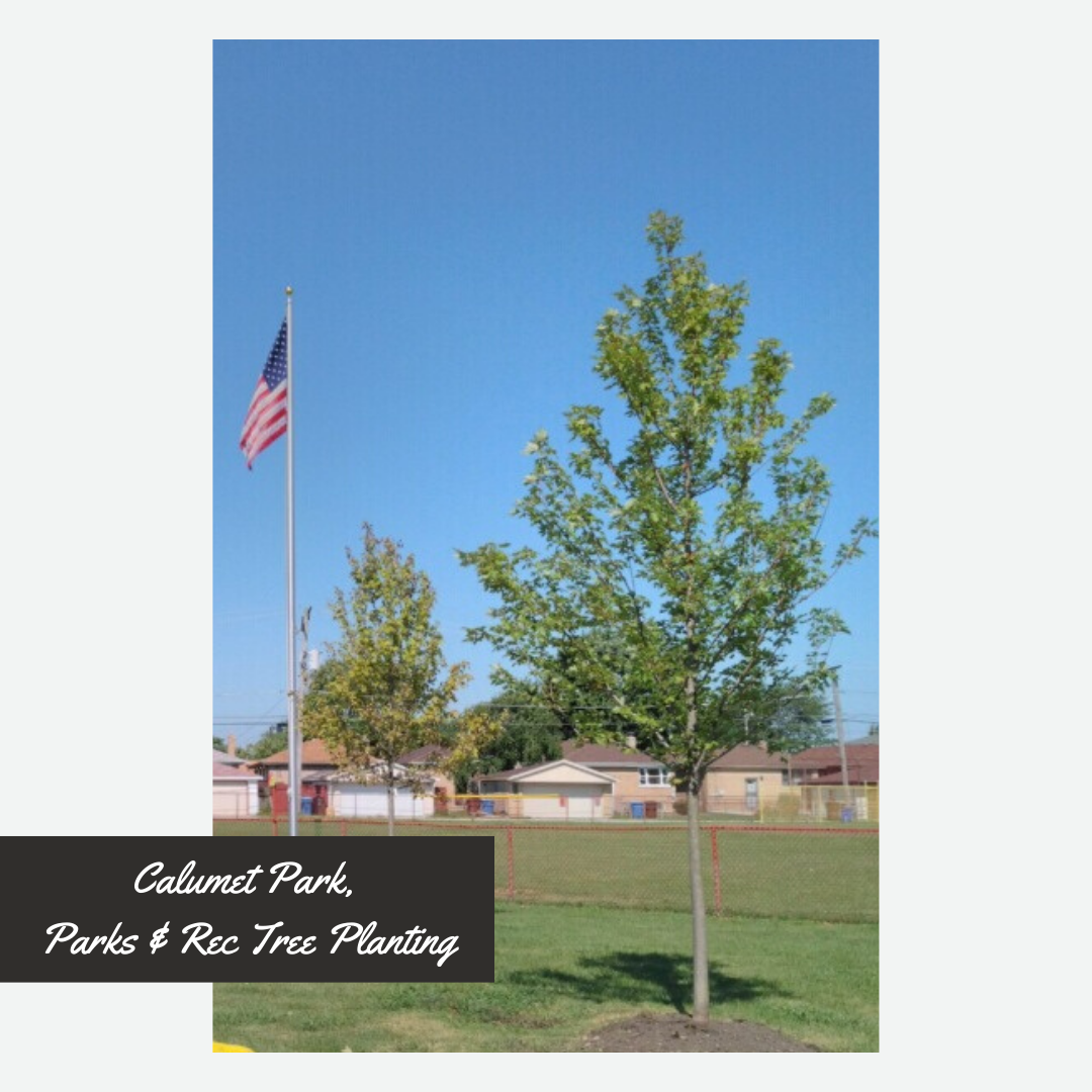 Calumet Park, Parks and Rec Tree Planting