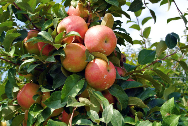 Honeycrisp