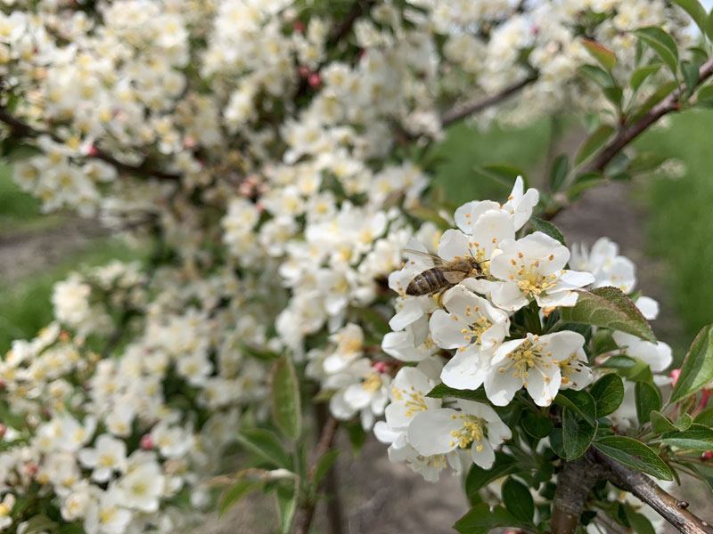 Sargent White Flowering Crabapple with Bumble Bee