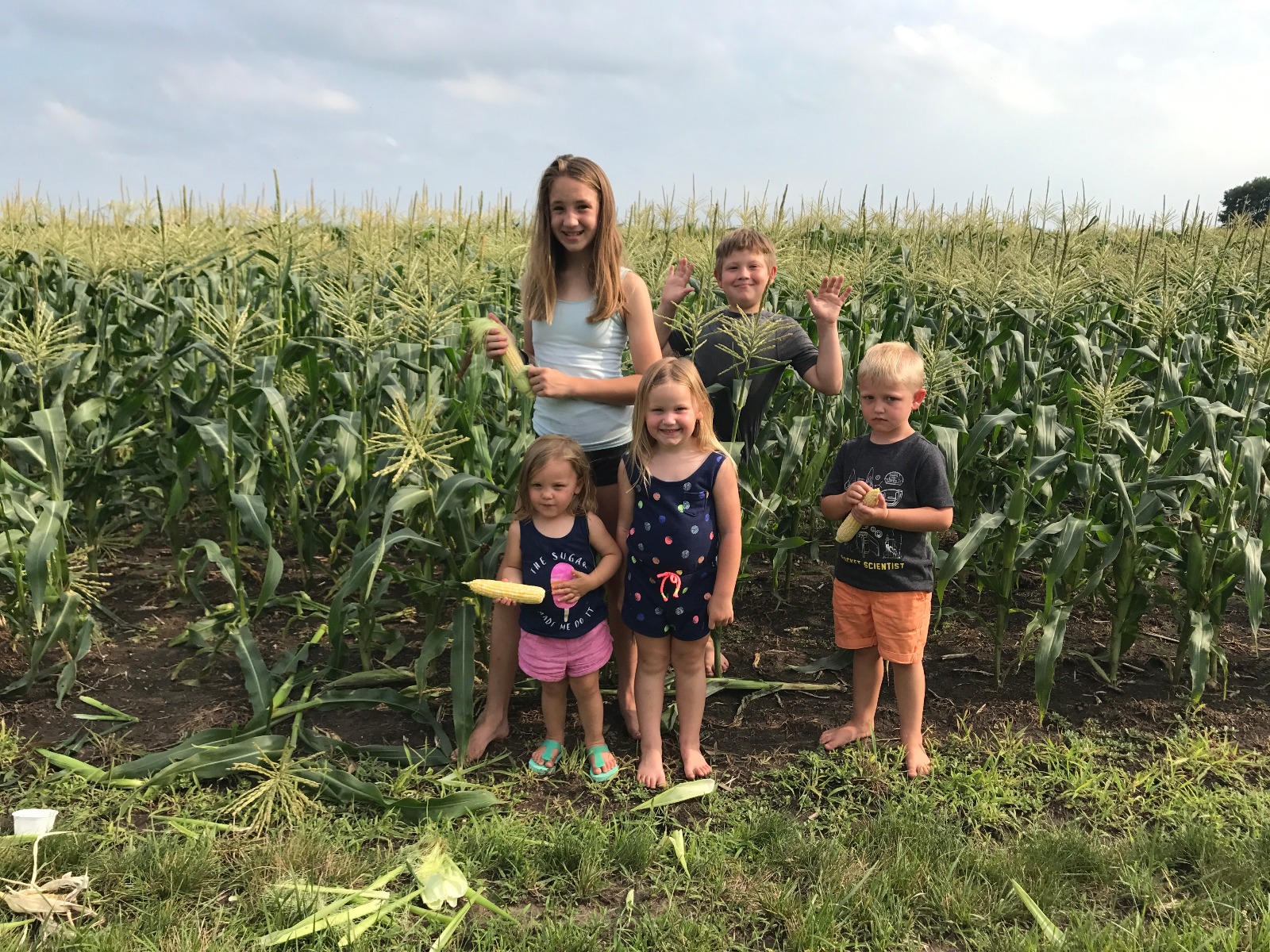 Sweet Corn Picking