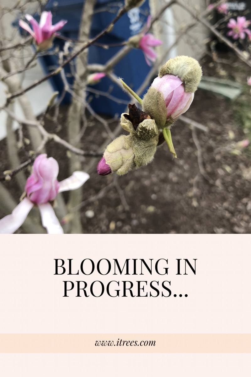 Blooming Brief