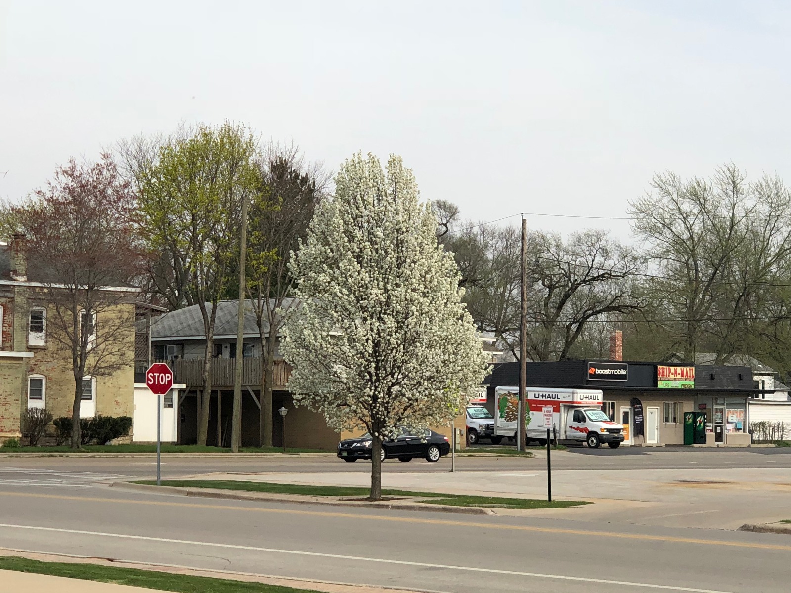 Cleveland Pear