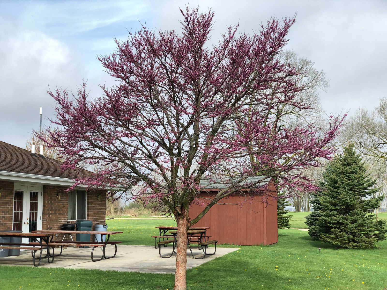 Redbud Tree in Bloom