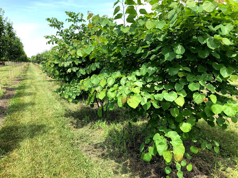 Eastern Redbud