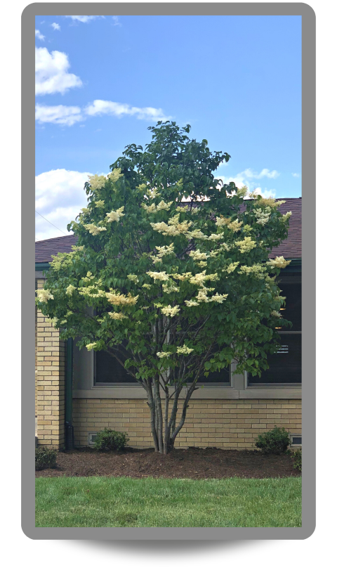 Multi-stem clump form Ivory Silk Japanese Tree Lilac planted in a front yard landscape bed with creamy white plumes of flowers and dark green leaves