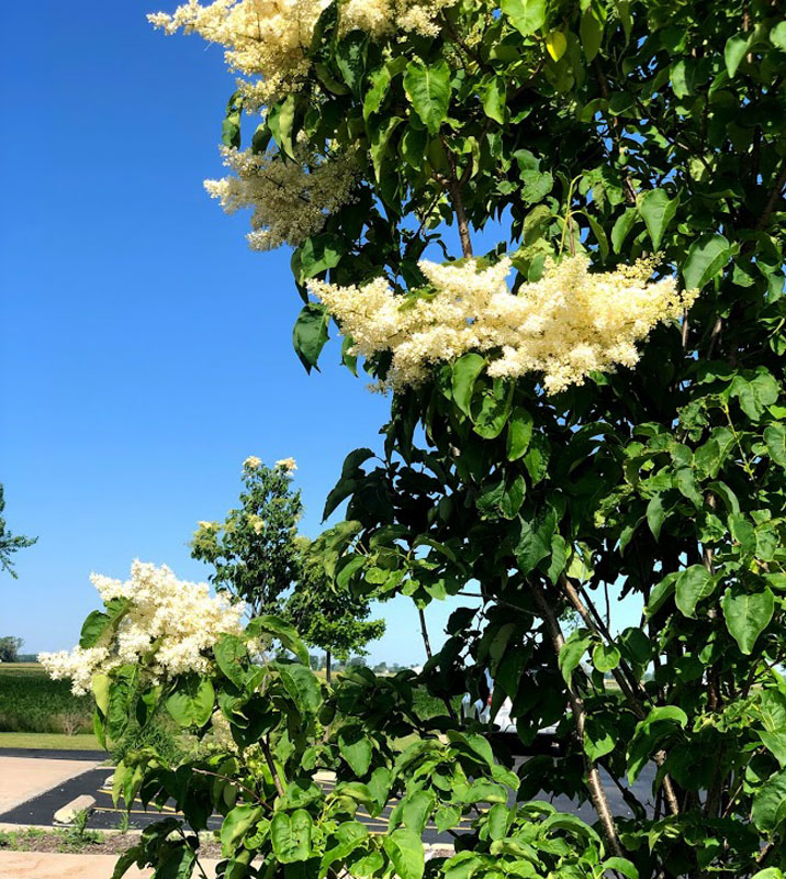 Japanese Tree Lilac in bloom