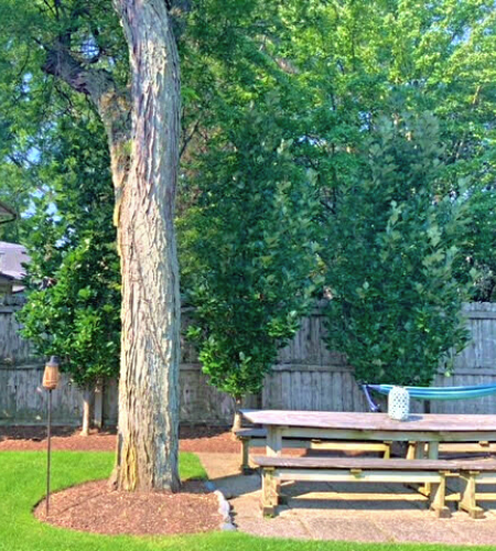 Regal Prince Oak planted in a hedge row along a backyard fence near a patio. 