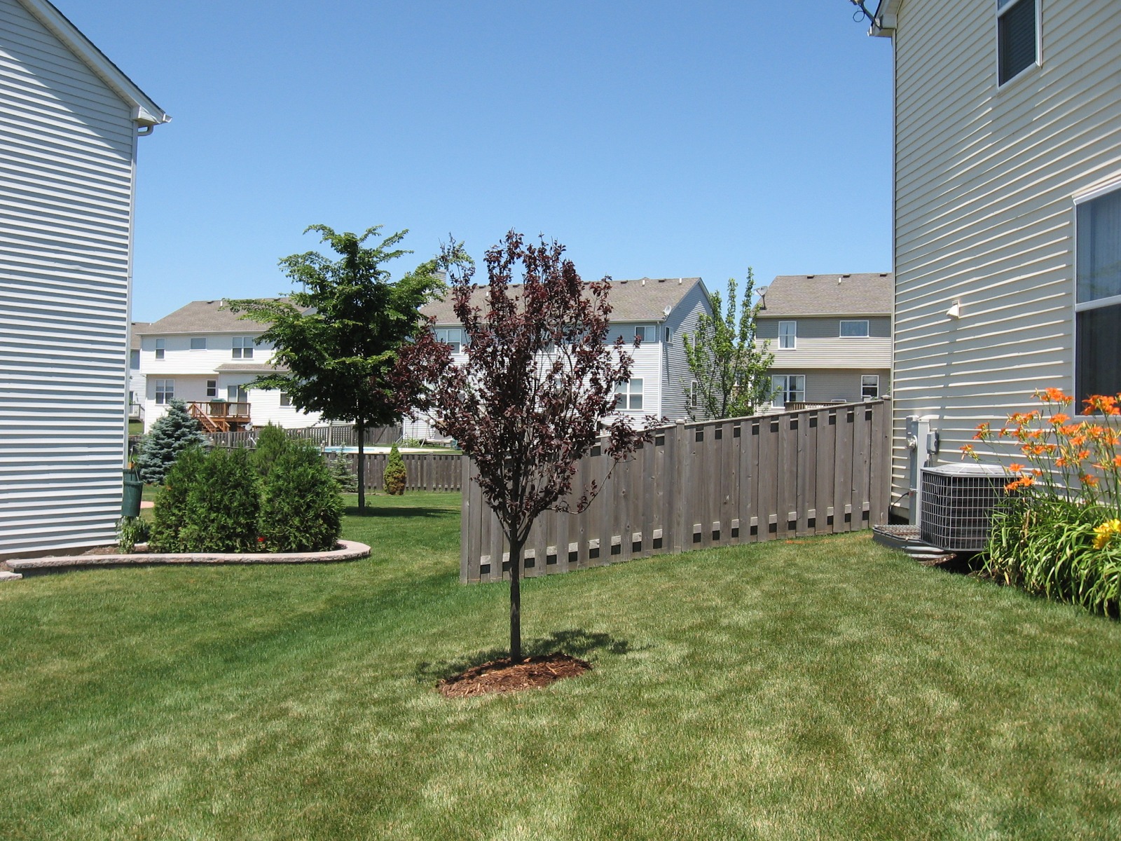 Canada Red Chokecherry