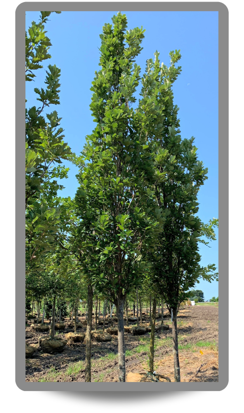 Two Kindred Spirit® Oaks standing side by side in our holding-yard