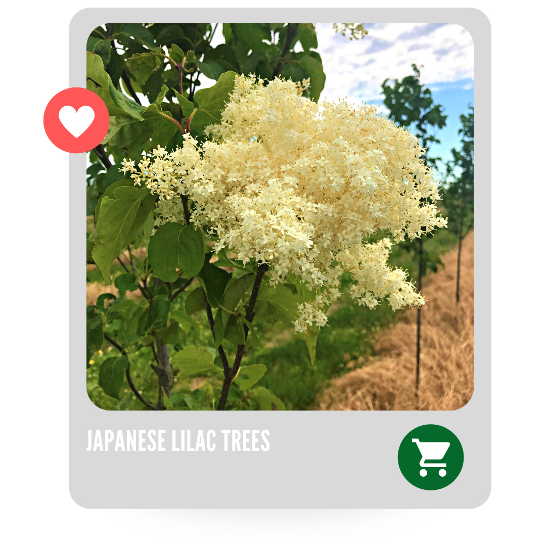Japanese Tree Lilac