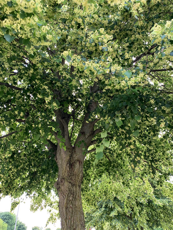 Linden Tree Canopy and Flowers