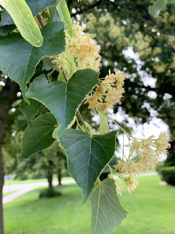 Linden Tree Leaves and Flowers Closeup