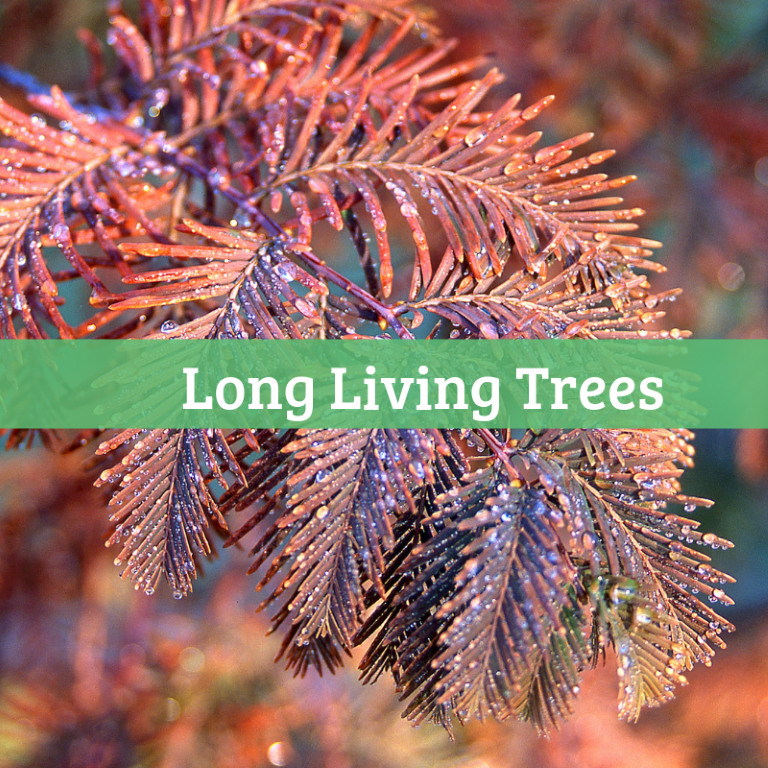 Long Living Trees