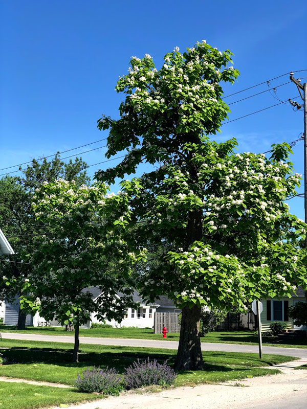 Northern Catalpa in bloom