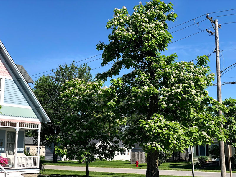 Northern Catalpa in Front Yard