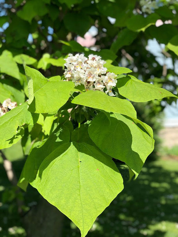 Northern Catalpa flowers and leaves closeup