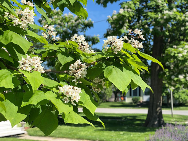 Northern Catalpa in Bloom