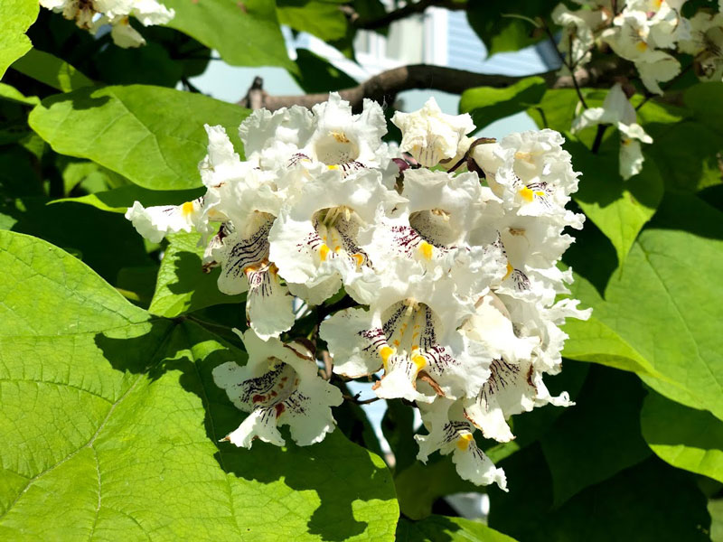 Northern Catalpa flowers and leaves closeup