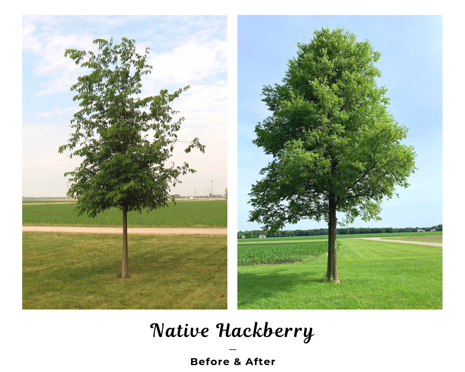 Native Hackberry Before and After