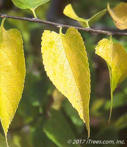 Native Hackberry Foliage in Fall
