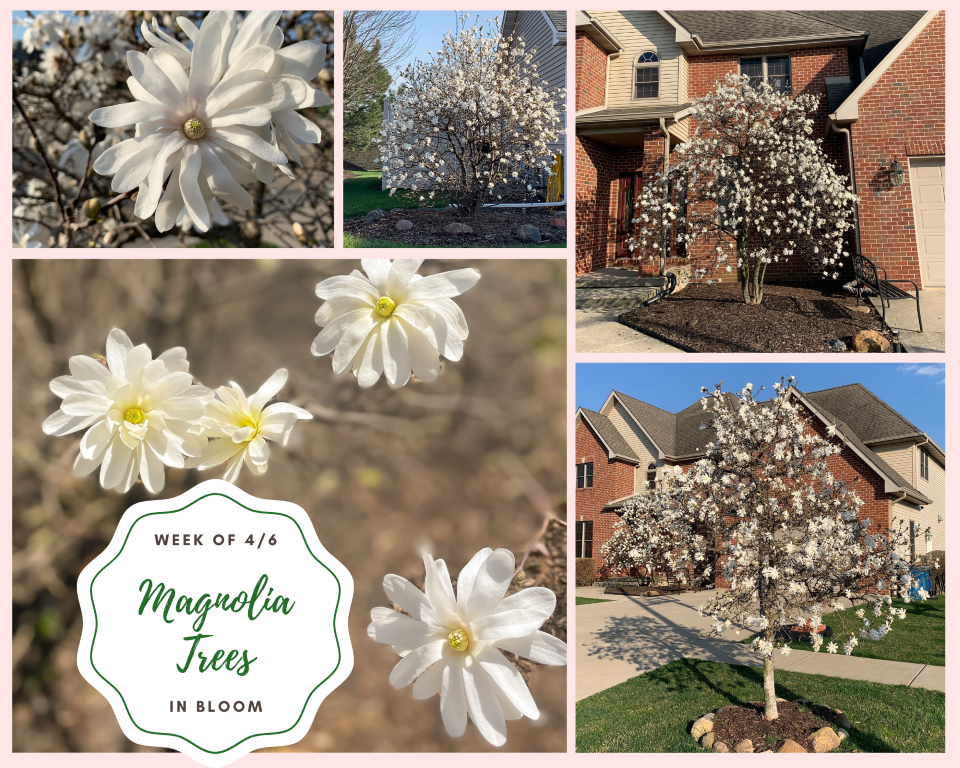 Magnolia