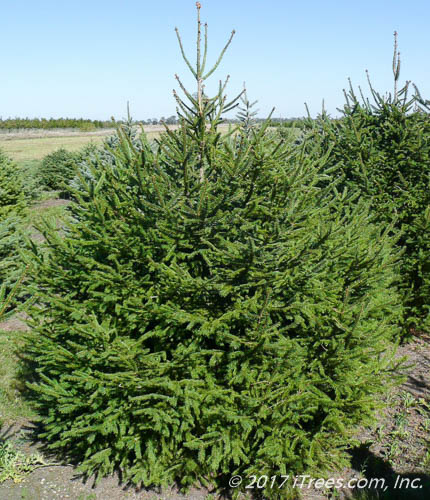 Norway Spruce