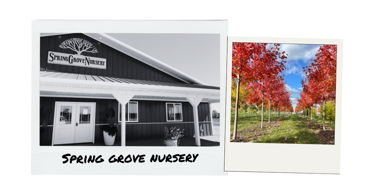 Polaroid's showing the nursery.