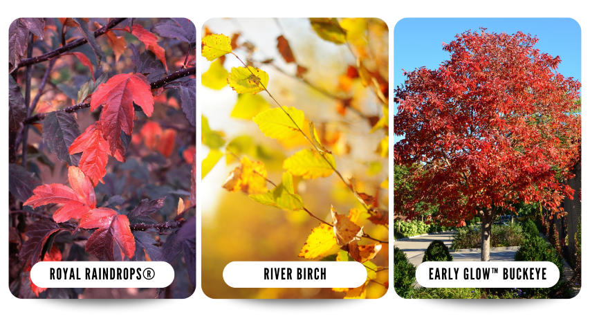 Collage of Ornamental trees showing fall color