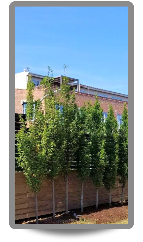 Pyramidal European Hornbeam planted next to a fence in a Chicago backyard