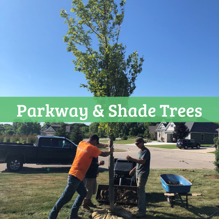 Parkway & Shade Trees