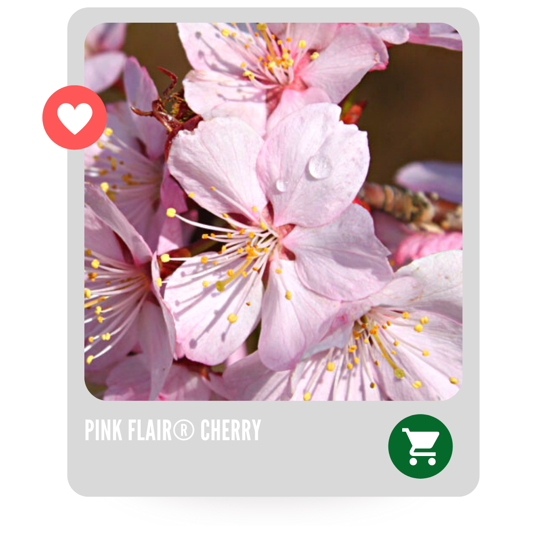 Pink Flair Cherry